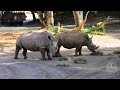 Kilimanjaro Safaris at Disney's Animal Kingdom 2023 Ride POV Experience in 4K | Walt Disney World