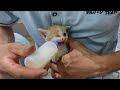Rescued two kittens abandoned by their mother,thought they could not survive,but a miracle happened!