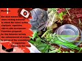 🌹👽🦗Part 8  (Balance) Diet & Exercise - Bonsai The Praying Mantis - In The Garden & The Blessings