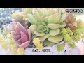 2024.06.06 일년전에 물구멍이 없는 깡통화분에 합식했던 다육이들 근황🌸💕Succulents planted in a can pot with no holes a year ago