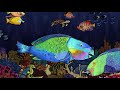 The big-beaked, rock-munching fish that protect coral reefs - Mike Gil