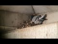 비둘기 수유 영상