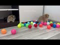 You Laugh You Lose 😂 Funniest Cats and Dogs 😺🐶 Part 34