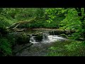 Relax to the sound of forest water, birdsong and soft piano music | 4k natural sound