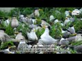 OPCFHK - 尋找「神話之鳥」中華鳳頭燕鷗 The Bird of Legend: Chinese Crested Tern