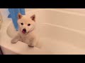 Funny Shiba Inu Compilation 2017 - Best Funny Shiba Inu Videos Ever