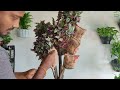 How to Grow Inch Plant Like a Tree Style for Indoor Table top Decoration- Plants Decor//GREEN PLANTS