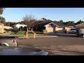 wild kangaroo street fight Aussie style