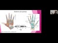 Anatomía clínica de la mano