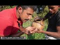 Extraction Of Date Palm  Juice | Village Date Palm Juice How to Extract | Juice  of Toddy Palm