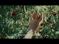 Call Me By Your Name Music Playlist | Inspired | Italy | 1 Hour