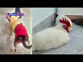 The FUNNIEST Dogs and Cats Shorts Ever😽🐶You Laugh You Lose🐶