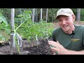Tomato Gardening| How to prune and stake your tomato plants for optimal growth.
