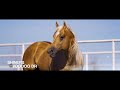 Silver Spurs Equine- Arizona & Oklahoma Ranches