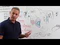 Bronchiectasis - Respiratory Pathology