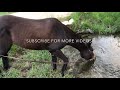 MULE BUCKS ME OFF! -Mule Ranching Vlog #1