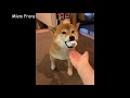 Funny Shiba Inu Compilation 2020 - Best Funny Shiba Inu Videos Ever