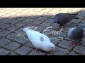 Sick Pigeon Man