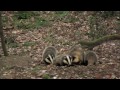 The Eurasian Badger, “the small bear” of our countryside