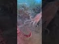 Octopus Fight!