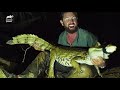 Forrest Gets Proof That The Rio Apaporis Caiman Is NOT Extinct! | Extinct Or Alive?