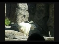 Dancing Polar Bear