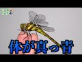 間違って育ててたヤゴは【あの昆虫】でした...