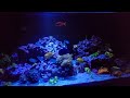 Reef Tank before lights out March 2023
