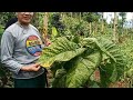 panen Kopi Arabika Garut bersama Si Bolang//Kopi Arabika