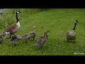 From Being Almost Extinct To Dominating The World - The Canada Goose