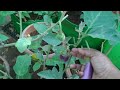 Organic brinjal harvest