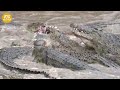 Fierce Battle! The Hyena Dared To Jump Into The River To Steal The Crocodile's Prey | Fight Animal