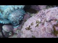 Octopus vs NZ Conger eel