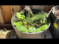 How to build a Small Container Patio Pond with Fish Zone 10