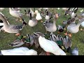 Helping Ducks And Geese Survive Winter (CUTE RARE DUCKS!)