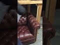 Diamond tufted leather sofa and upholstery shop