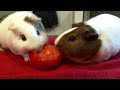 Tiny and Kona Enjoy a Tomato (Previous Members Only Video)