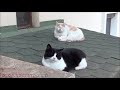 Cat Gets His Heart Broken by His Girlfriend and Takes Revenge!