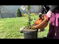 How to up pot your plants #growingwithhudson