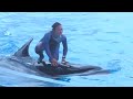 Behind the scenes of orca performance/Stella underwater training/Kobe Suma Sea World