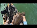 EPIC Fluke Crush! Personal Record 14 Keepers in Savage Flounder Bite!