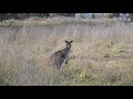 kangaroos encounter