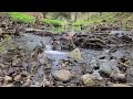 Water Sounds In A Peaceful Forest for Sleep Healing or Focus