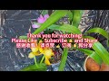 兰展上买的兰花如何上盆，重新种植时的注意事项是什么/How to pot orchids bought at the orchid show