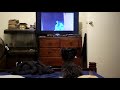 Cosmo the dog loves watching cat videos