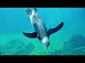 Under Red Sea 4K Ultra HD 🐠 Beautiful Coral Reef Fish in Aquarium, Sea Animals for Relaxation #6