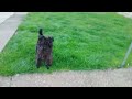 playing football with my dog (cute)#football #soccer #viral