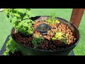 Grow Vegetables in the Fish Pond