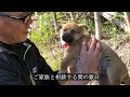 家の裏山で仔犬が大量発生していた