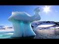 Antarctica 4k : The most amazing animals of the Southern Continent | Nature Film